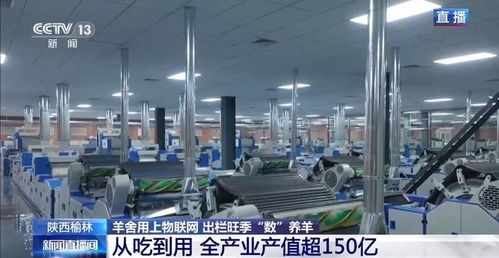 物联网与人工智能赋能智慧羊舍 技术革新驱动养羊业出栏旺季高效增长